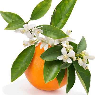 عطر بهار نارنج